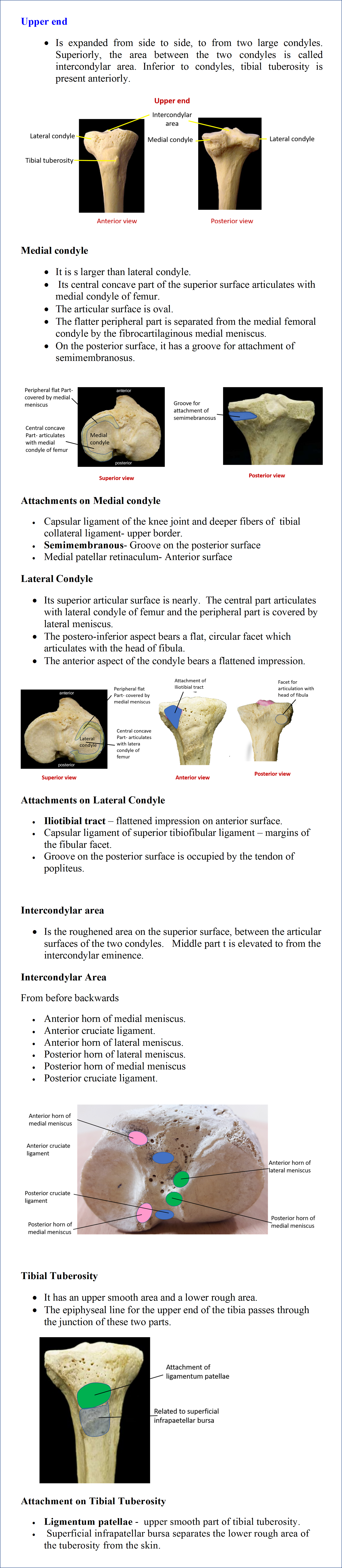 Upper end of Tibia- Medial and Lateral Condyles, Intercondylar area and muscle attachments, Tibial Tuberosity