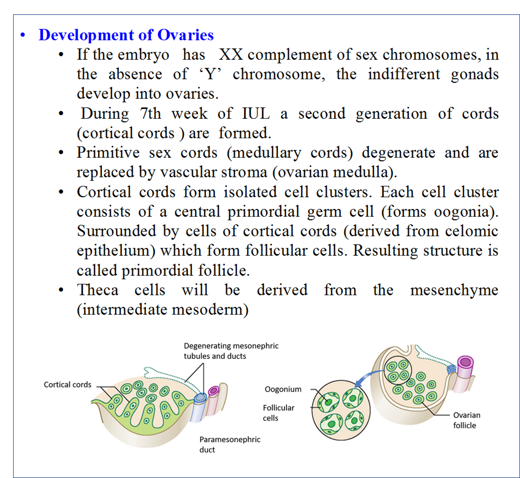 Development of Ovaries