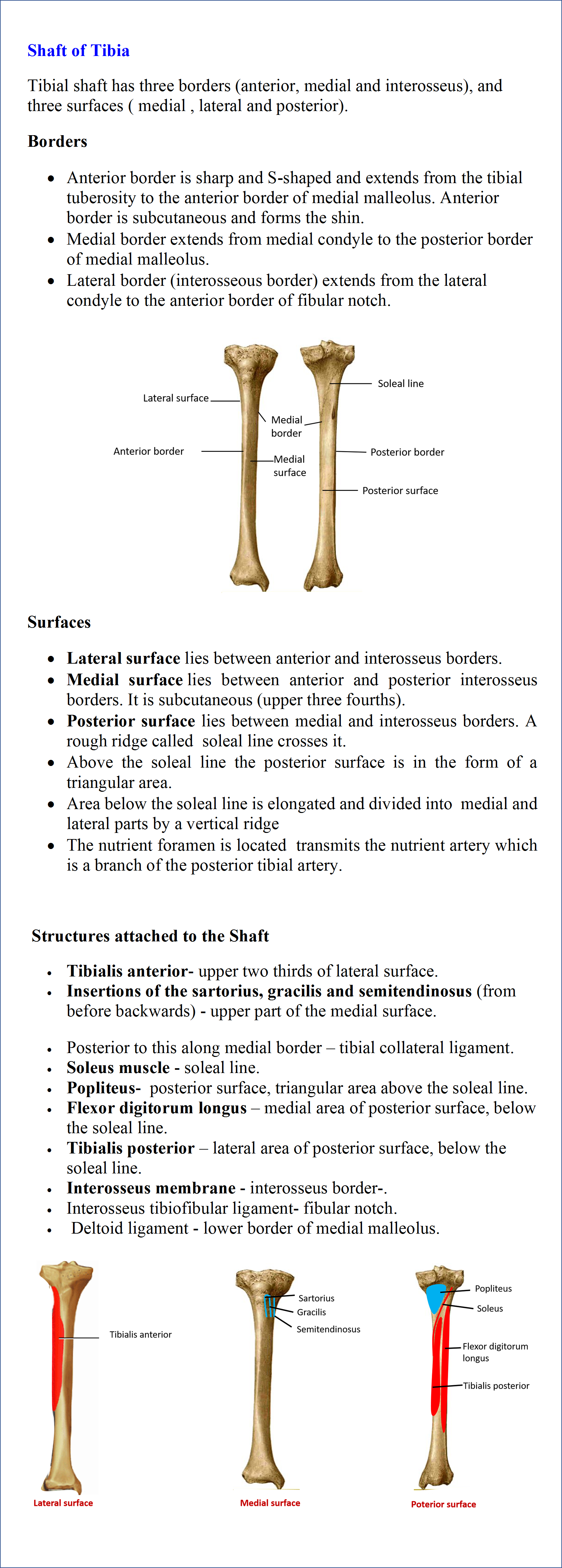 Shaft of tibia- Borders, Surfaces and Muscle Attachments