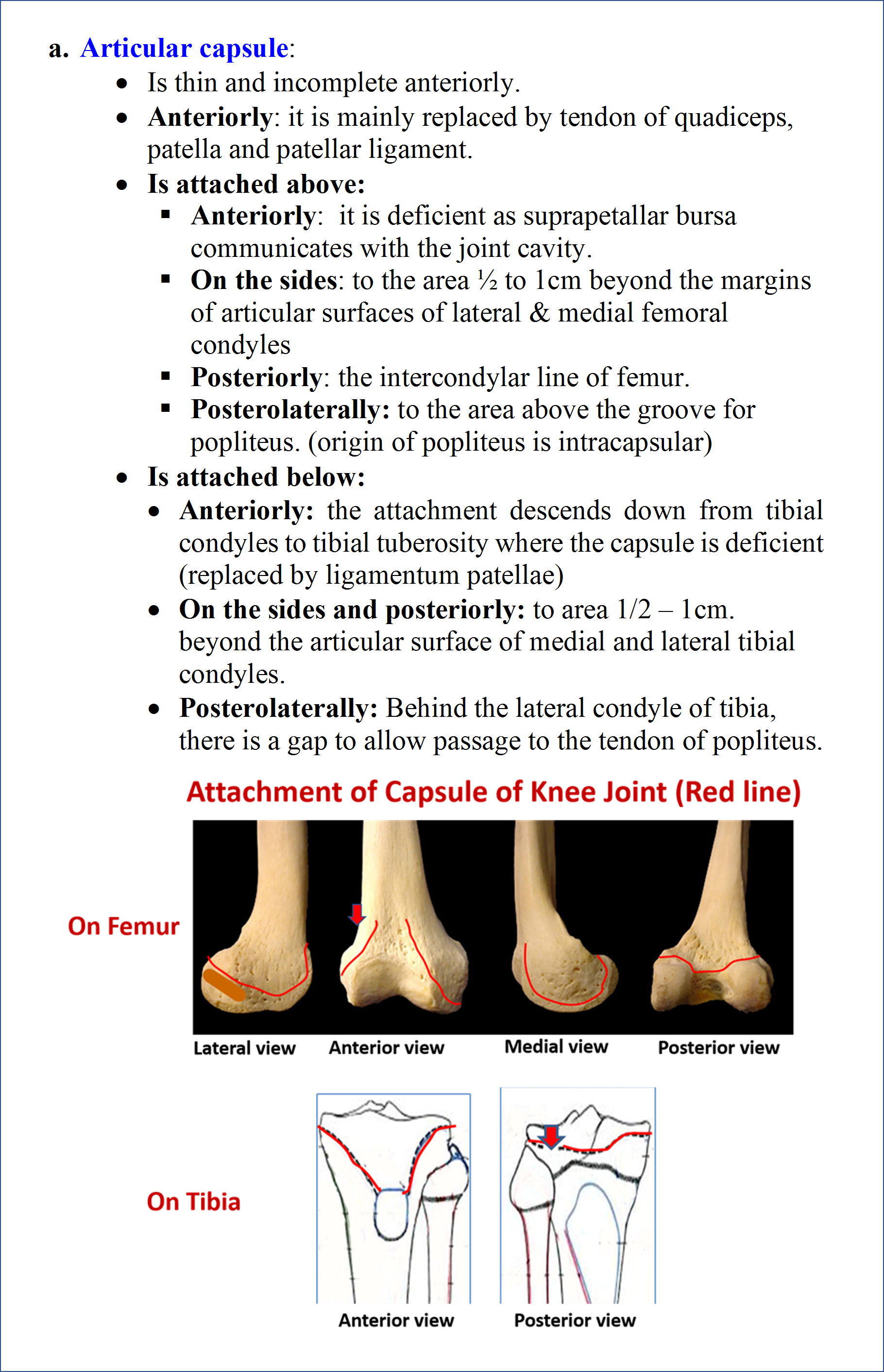 Knee joint - articular surfaces