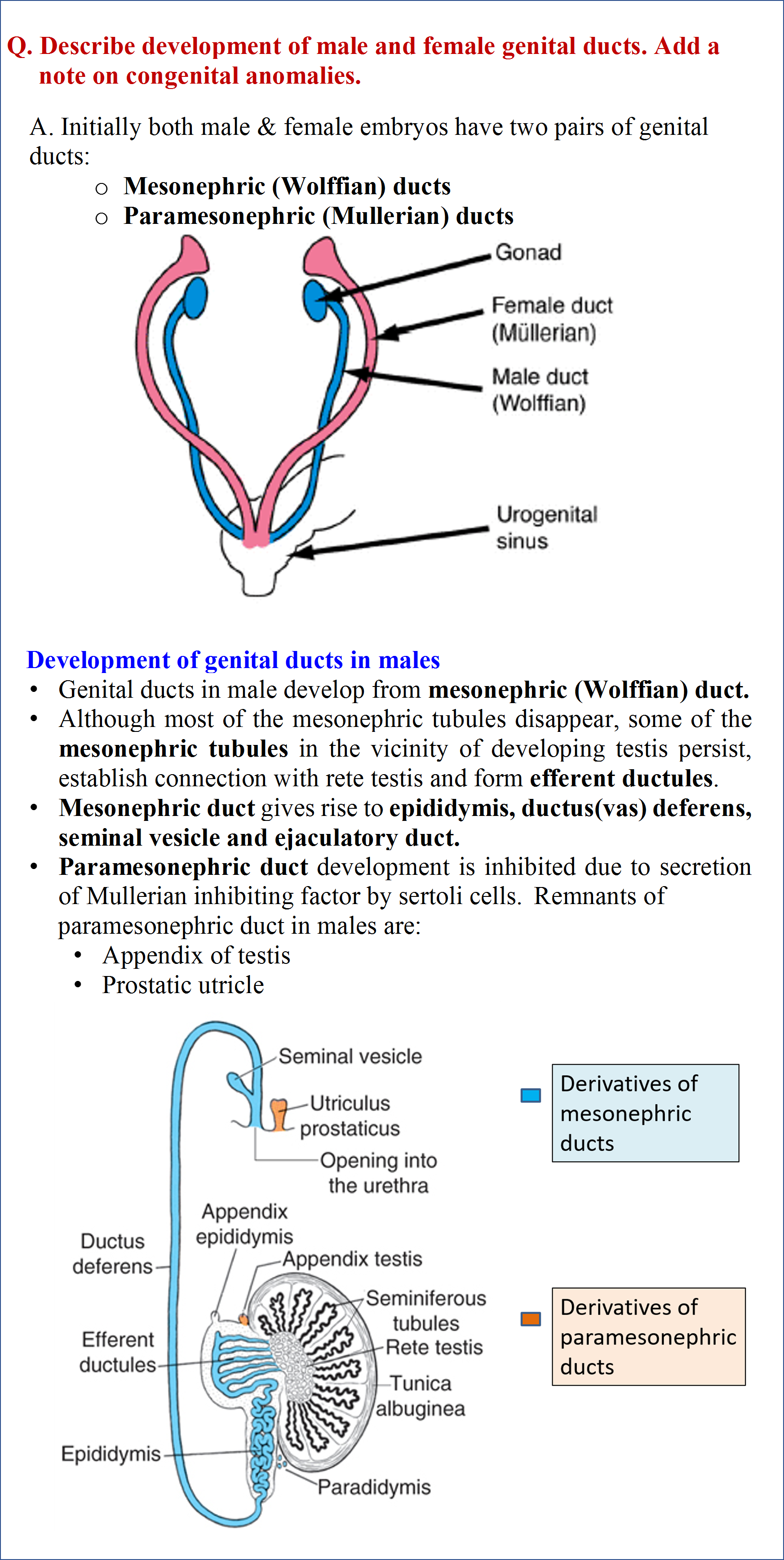 Development of Genital Ducts In Males