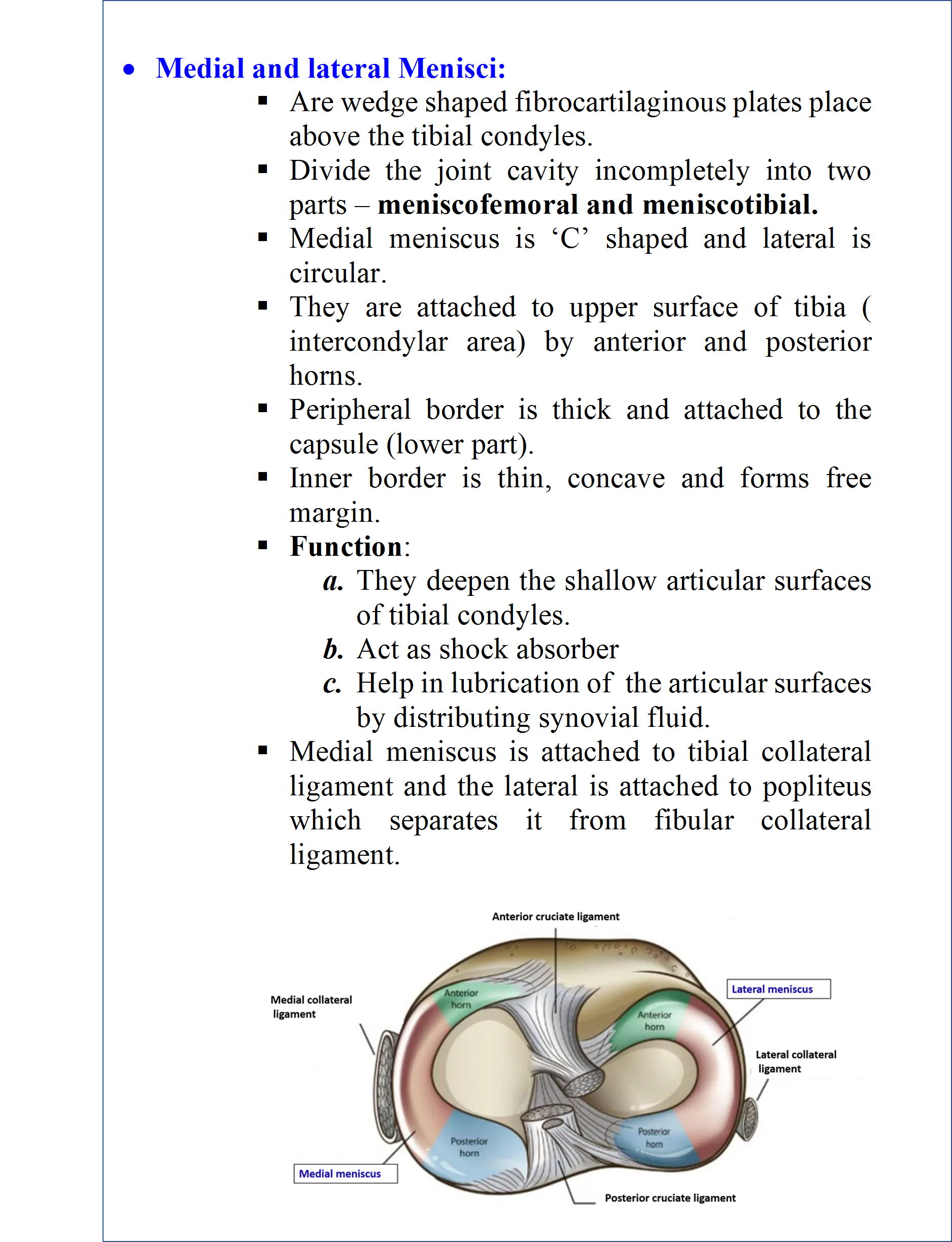Knee join- lateral and medial meniscus