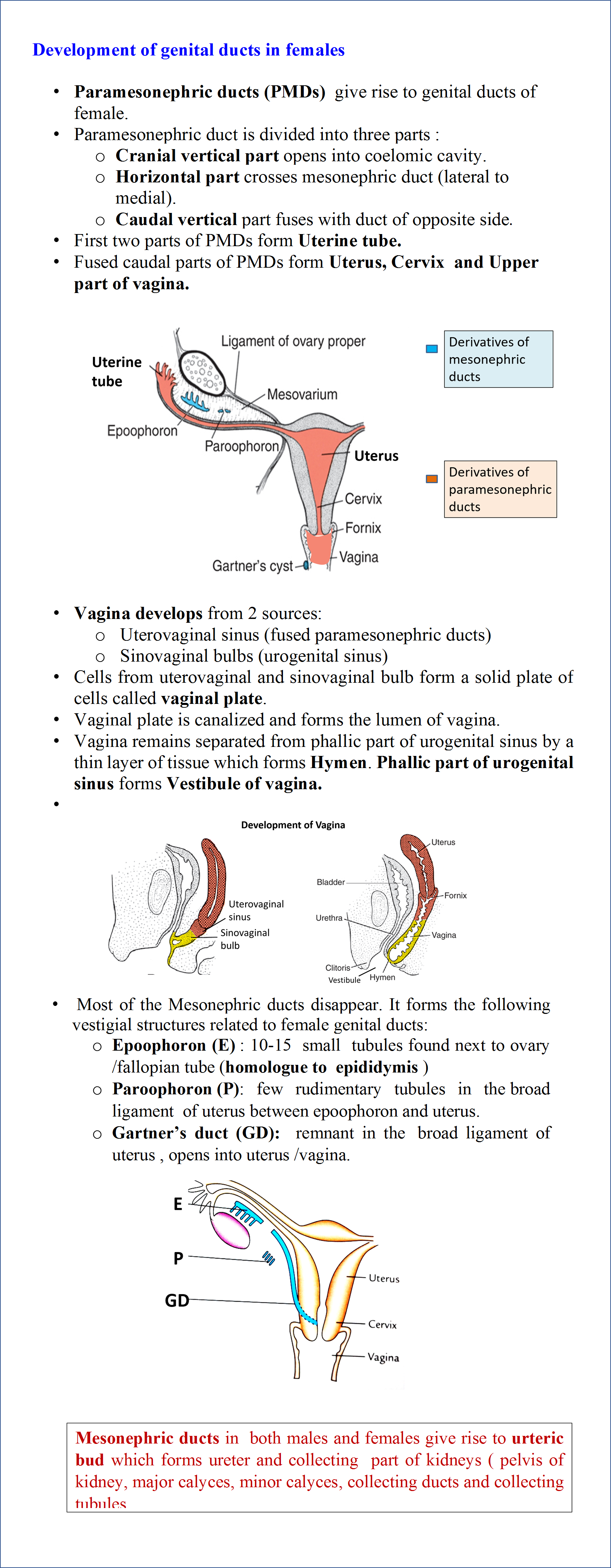 Development of genital Ducts in Females