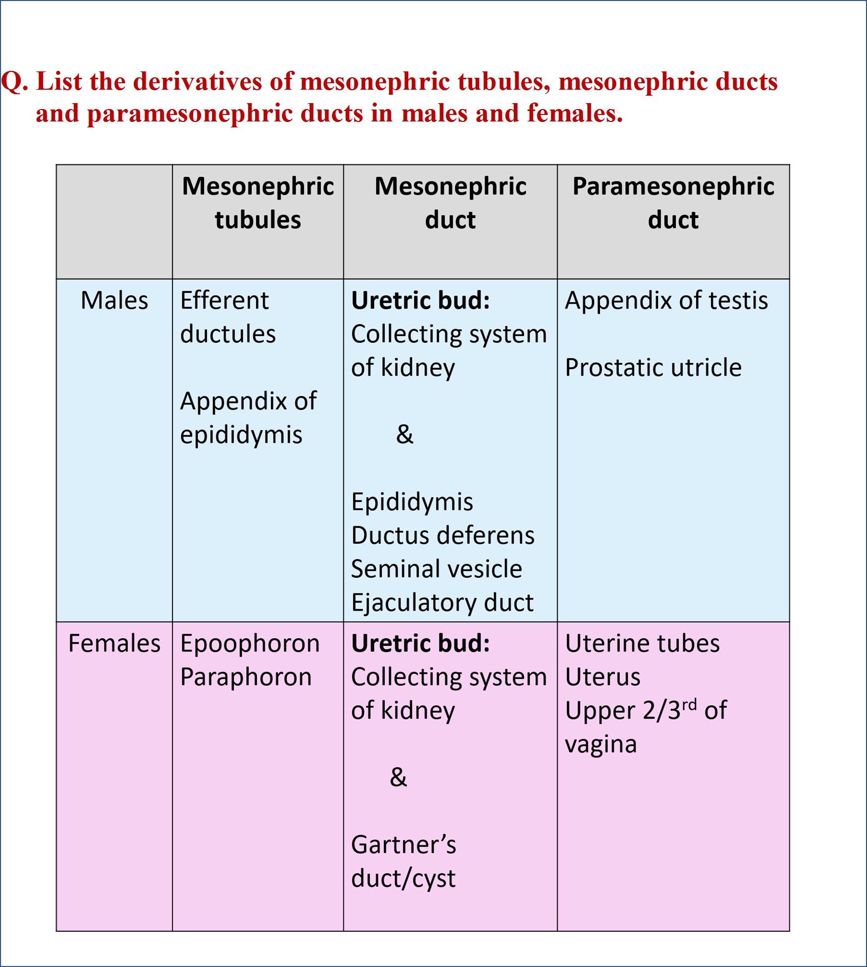 Derivatives of Mesonephric Tubules, Mesonephric Ducts  and Paramesonephric Ducts in Males and Females