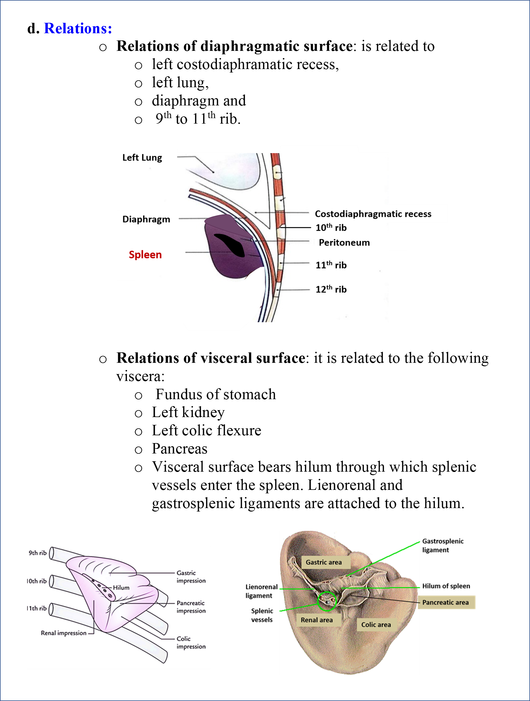 Spleen - Anatomy QA