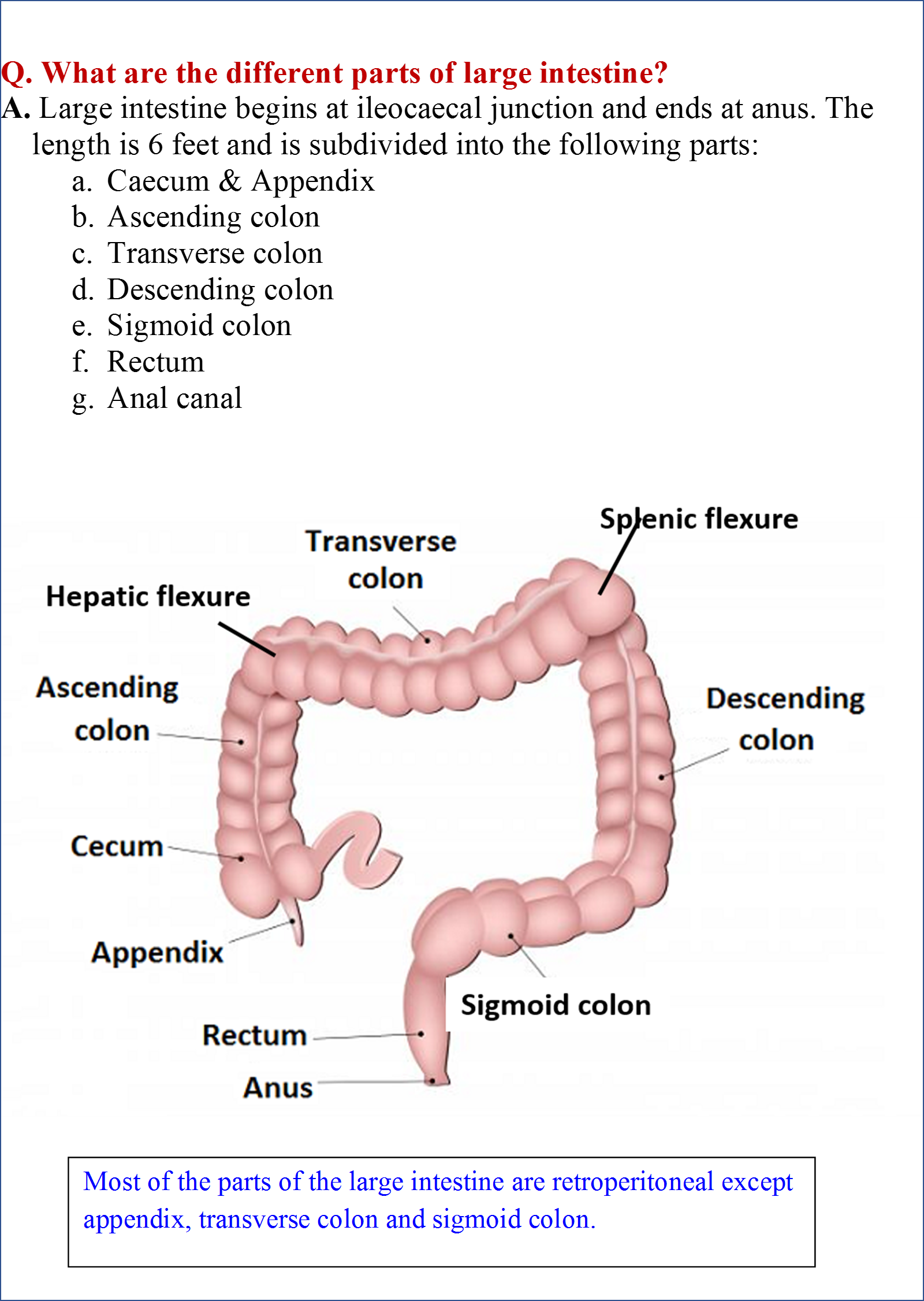 Large intestine , Anatomy QA