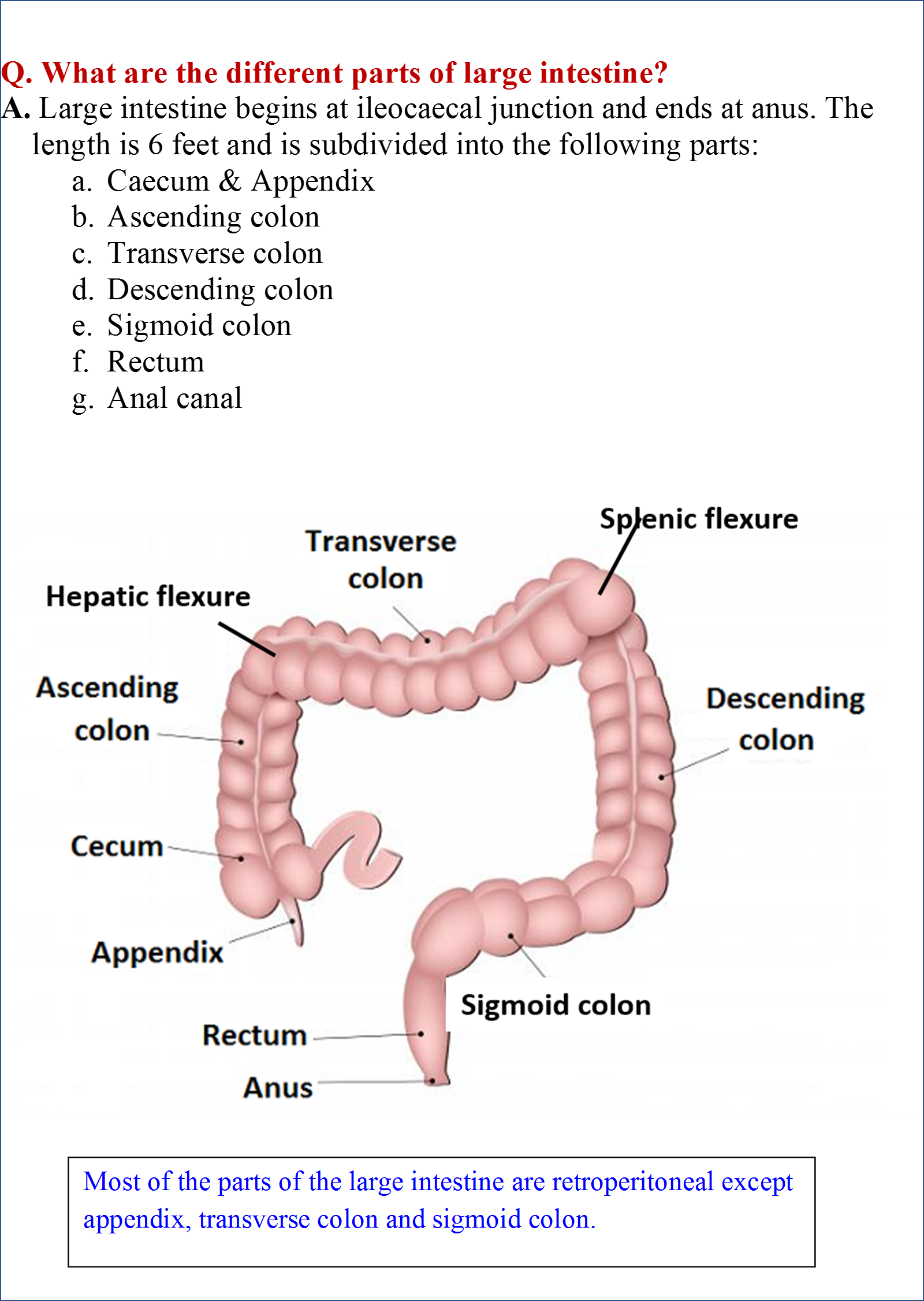 Large Intestine Anatomy QA