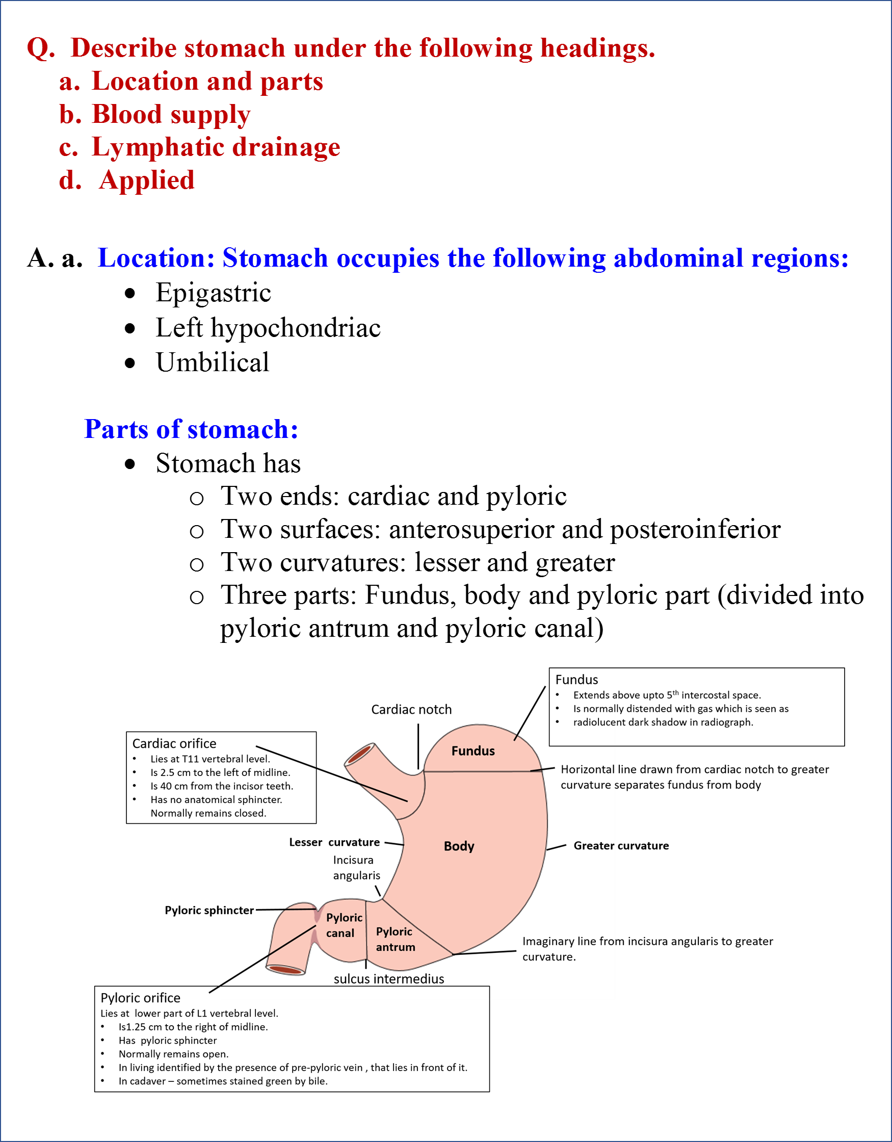 Stomach - Anatomy QA