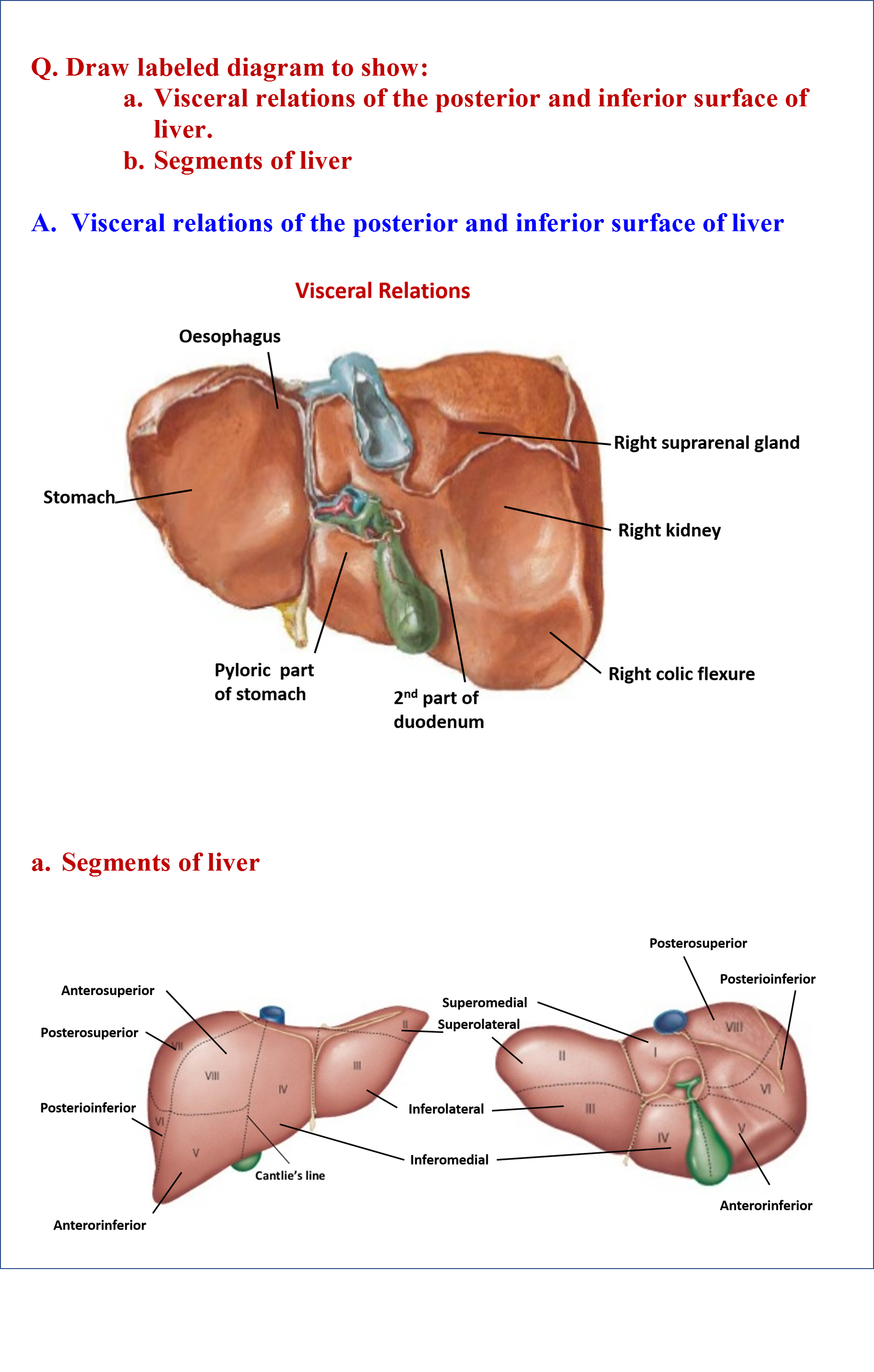 Liver - Anatomy QA