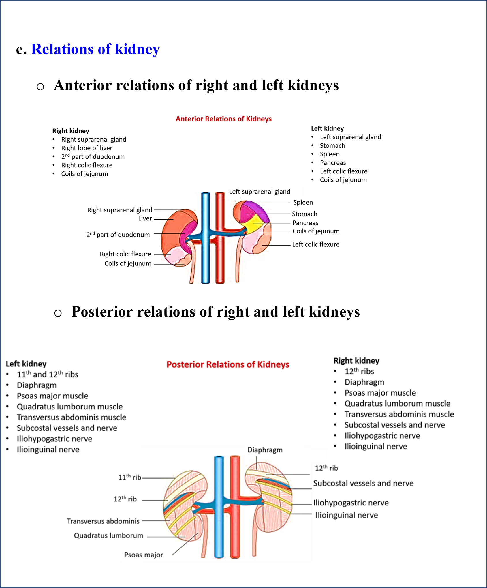 Kidneys - Anatomy QA