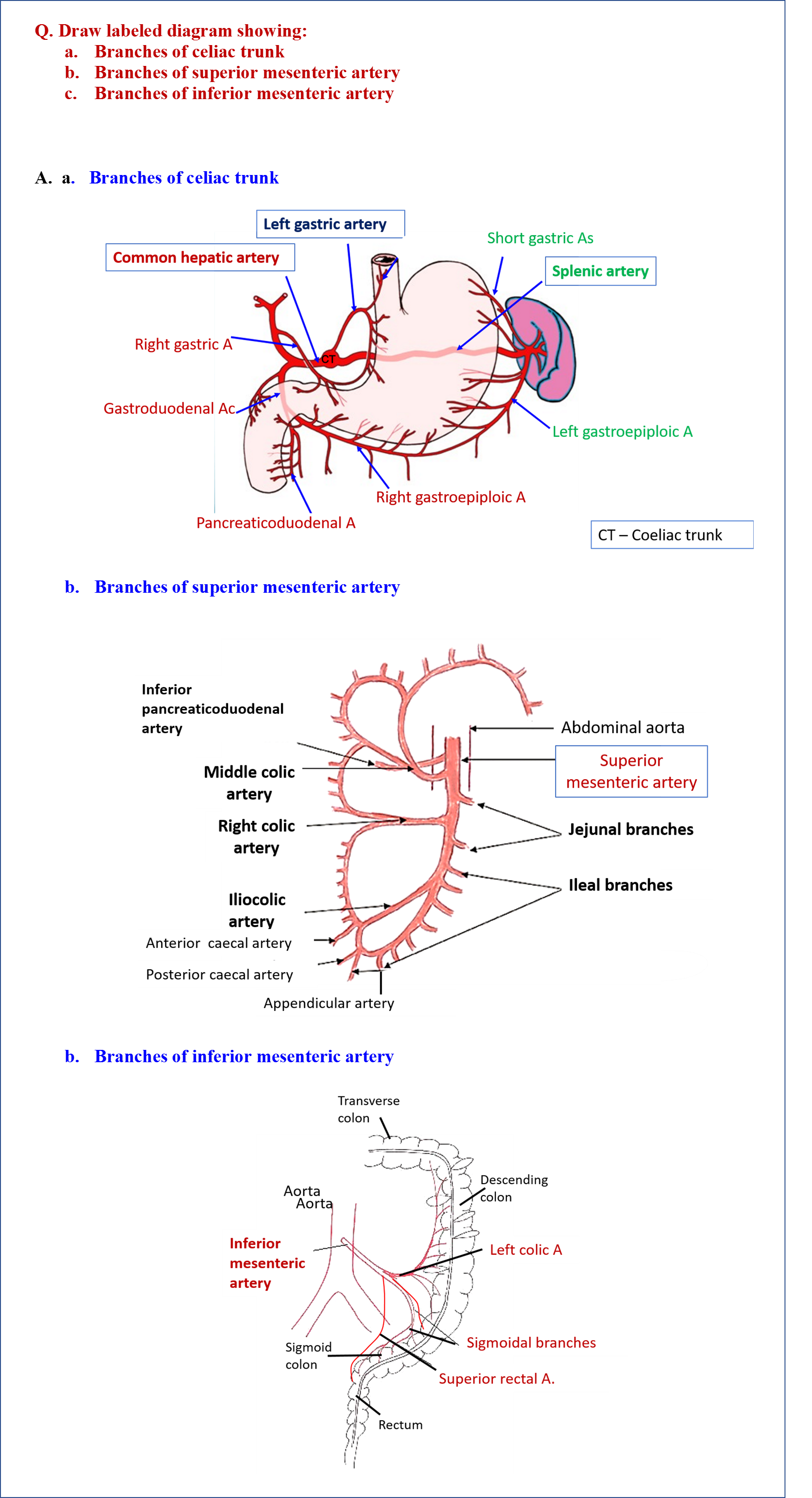 Diagram Showing Branches of Coeliac trunk, Superior and Inferior Mesenteric Arteries