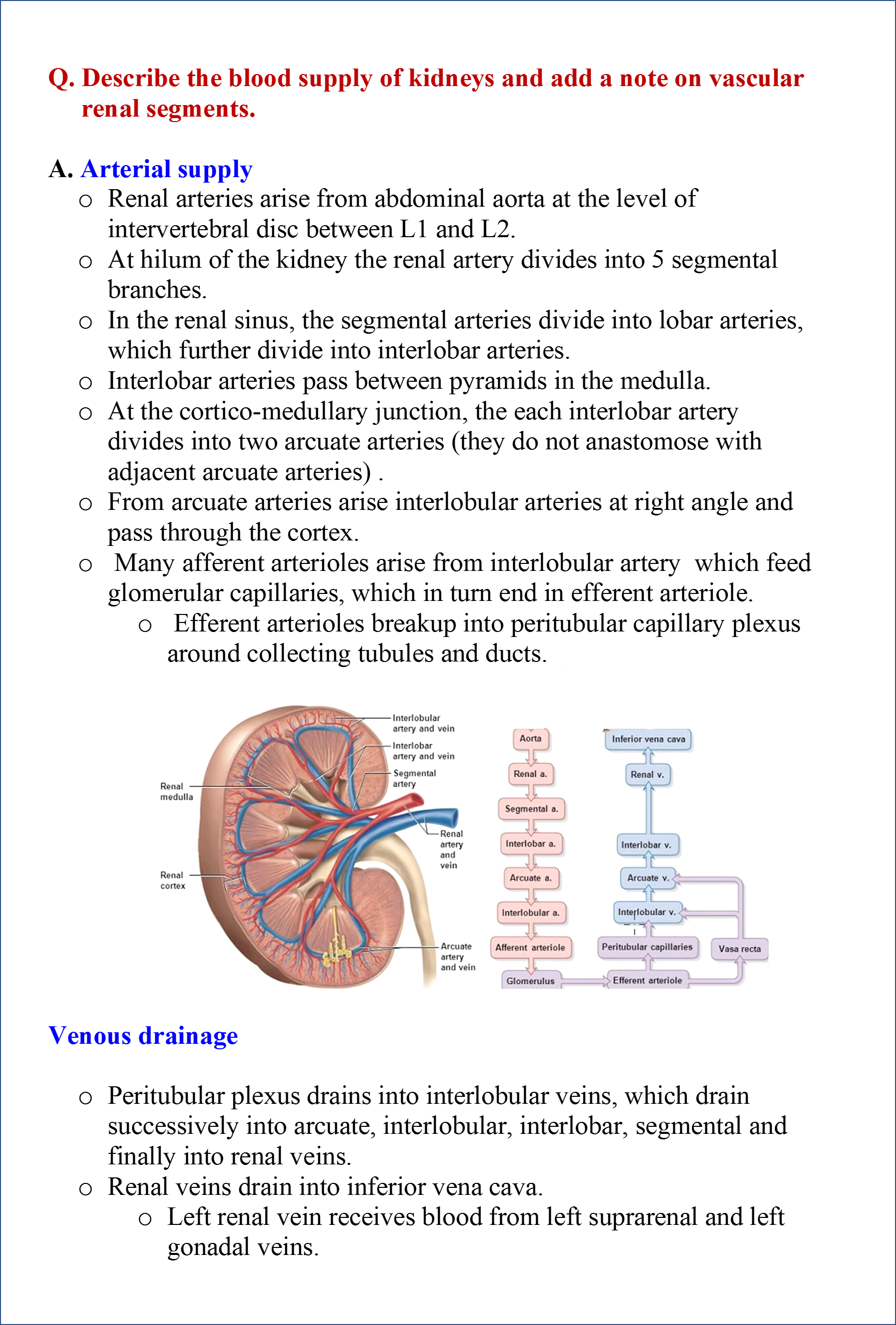 Kidneys - Anatomy QA