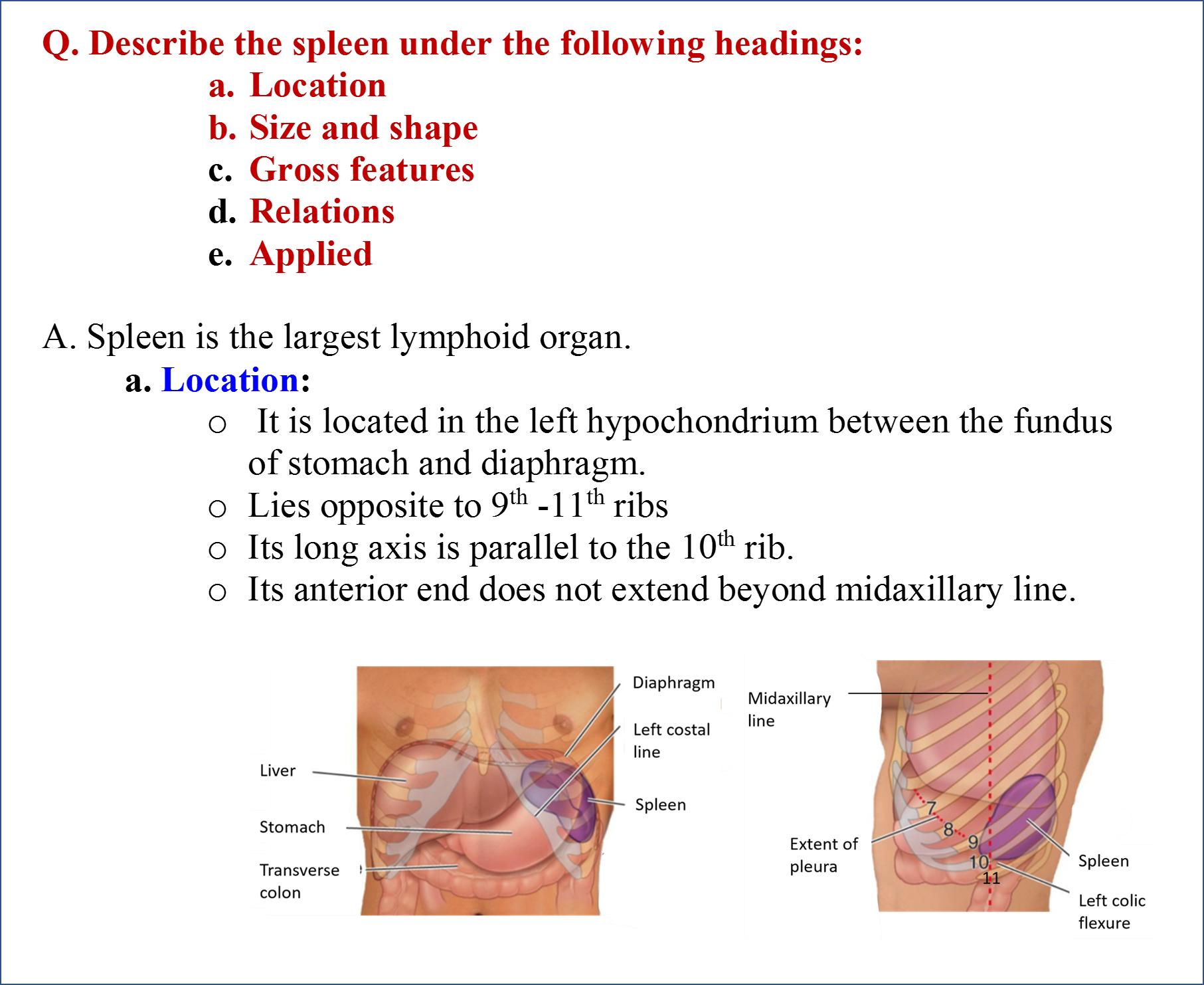 spleen-anatomy-qa