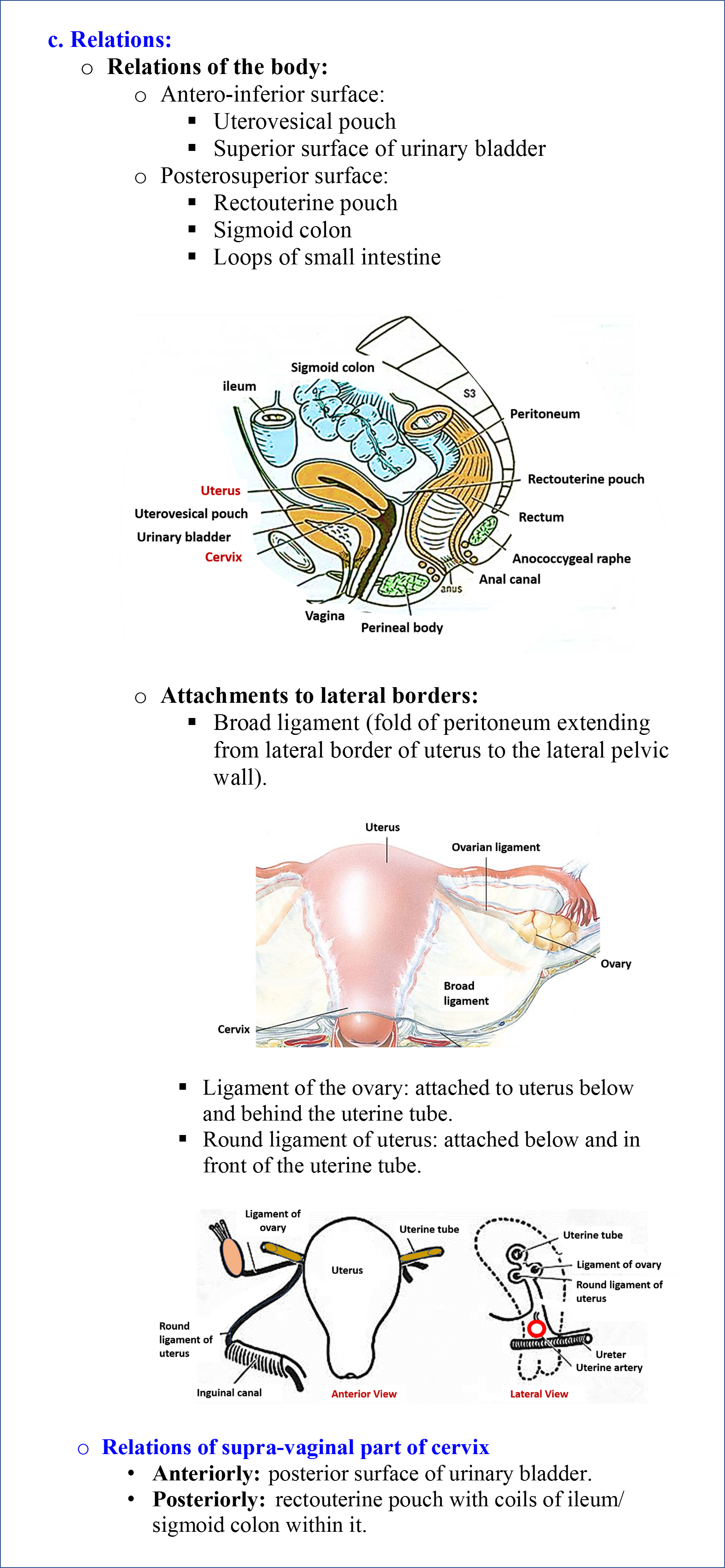 Uterus - Anatomy QA