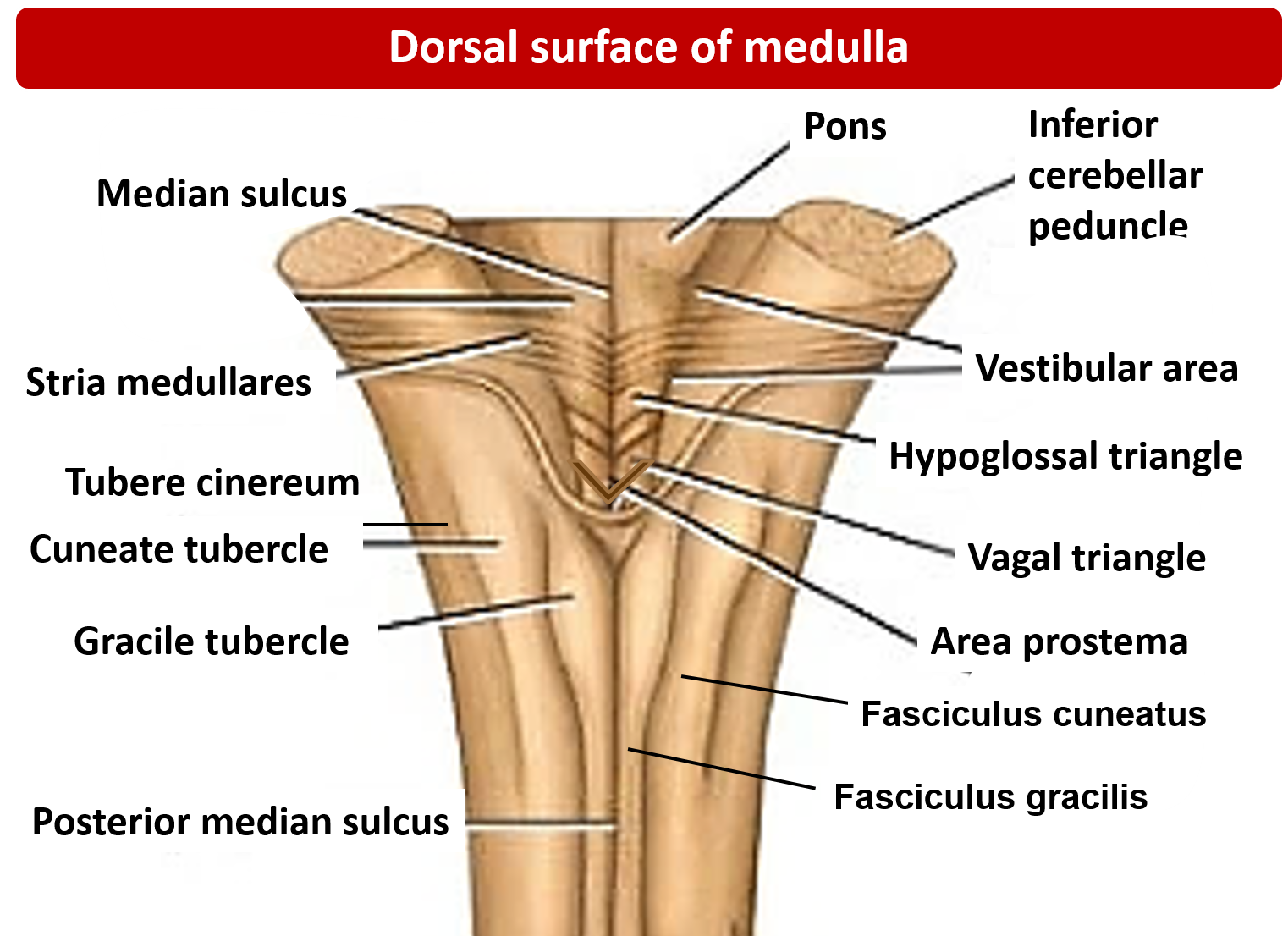 Medulla Oblongata Anatomy QA