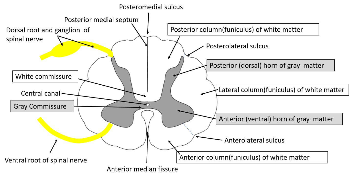 transverse section of spinal cord - arrangement of gray and white matter