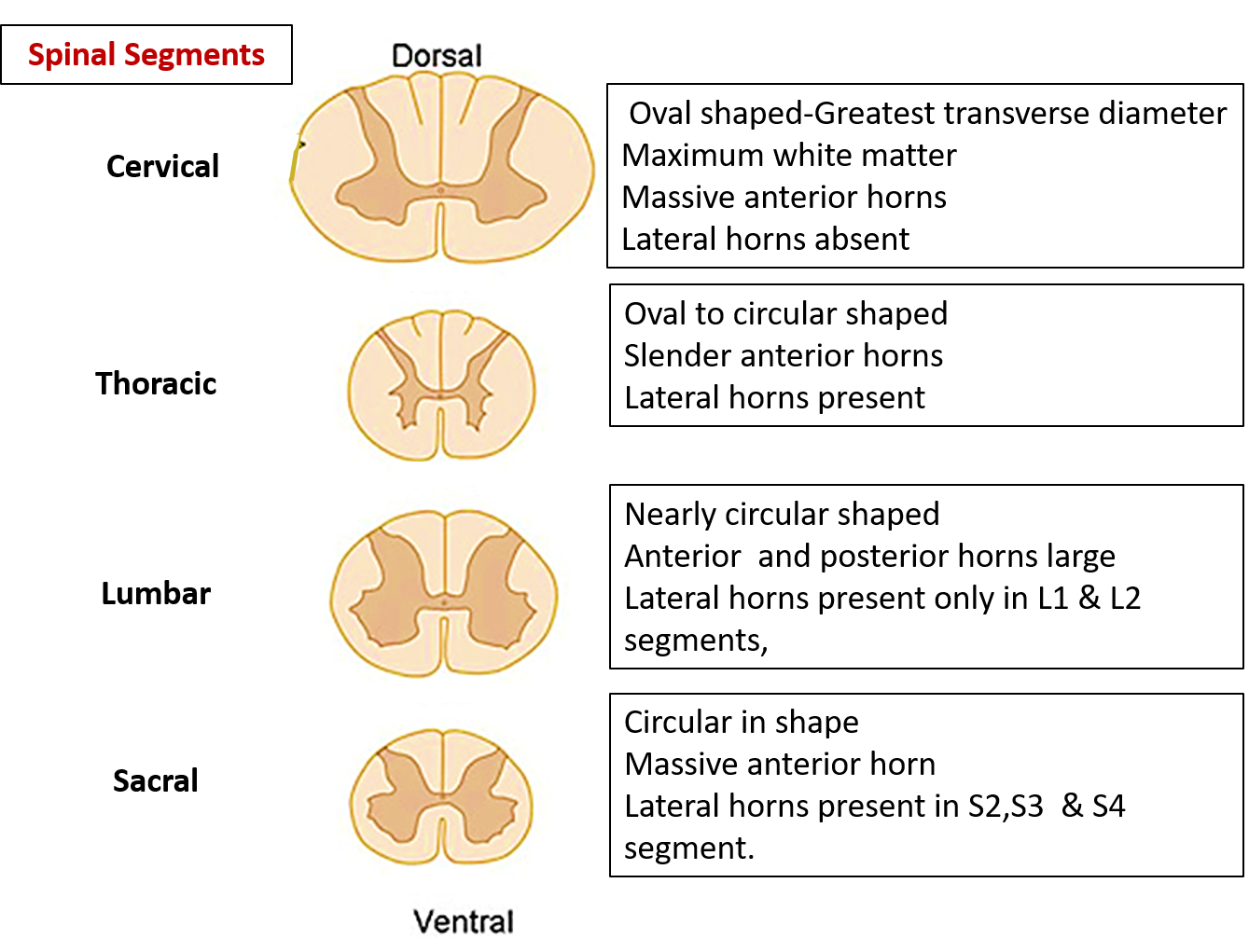  Spinal cord anatomy - regional differences in spinal segments- cervical, thoracic, lumbar and sacral