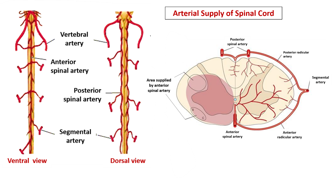 Arterial supply of spinal cord