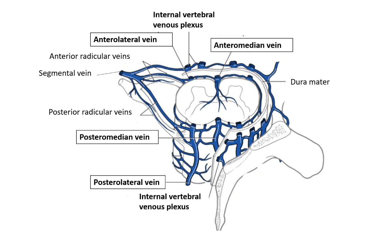  Spinal cord anatomy -venous drainage of spinal cord