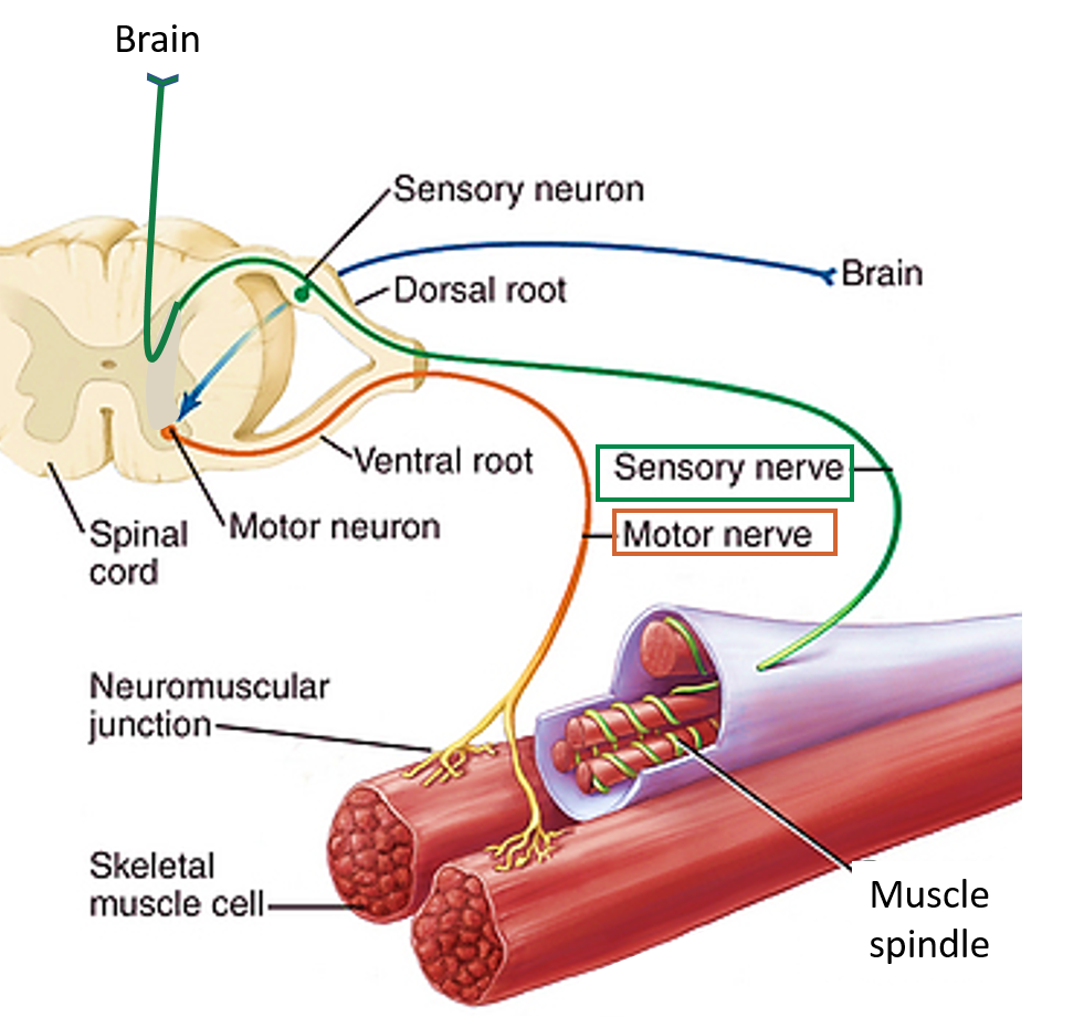 Muscle - Anatomy QA