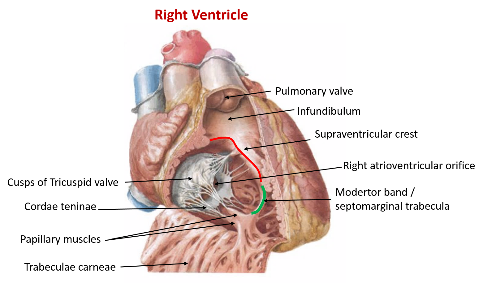 heart-external-and-internal-features-anatomy-qa