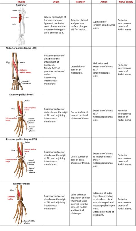 Forearm - Flexor and Extensor Compartments - Anatomy QA