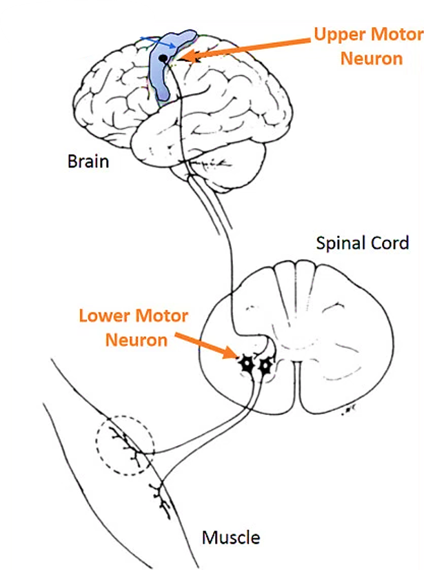 lower motor neuron location