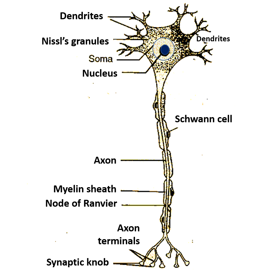 Parts of a Neuron Quiz
