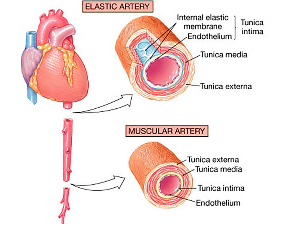 Cardiovascular System - Anatomy QA