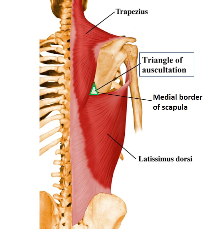 Shoulder and Scapular Region – Anatomy QA