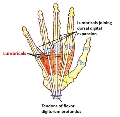 Hand - Anatomy QA