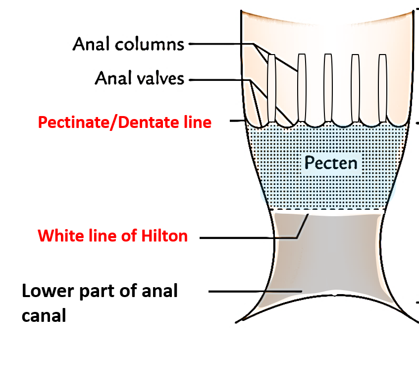 Anal Canal Anatomy Qa