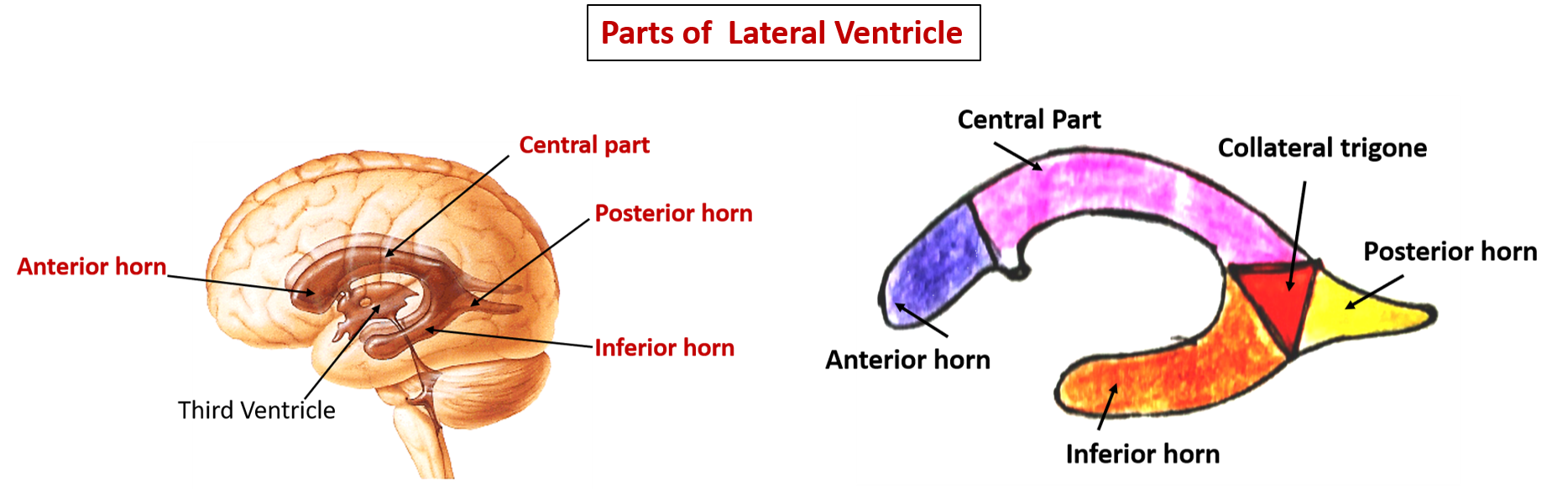 Lateral Ventricle Anatomy QA