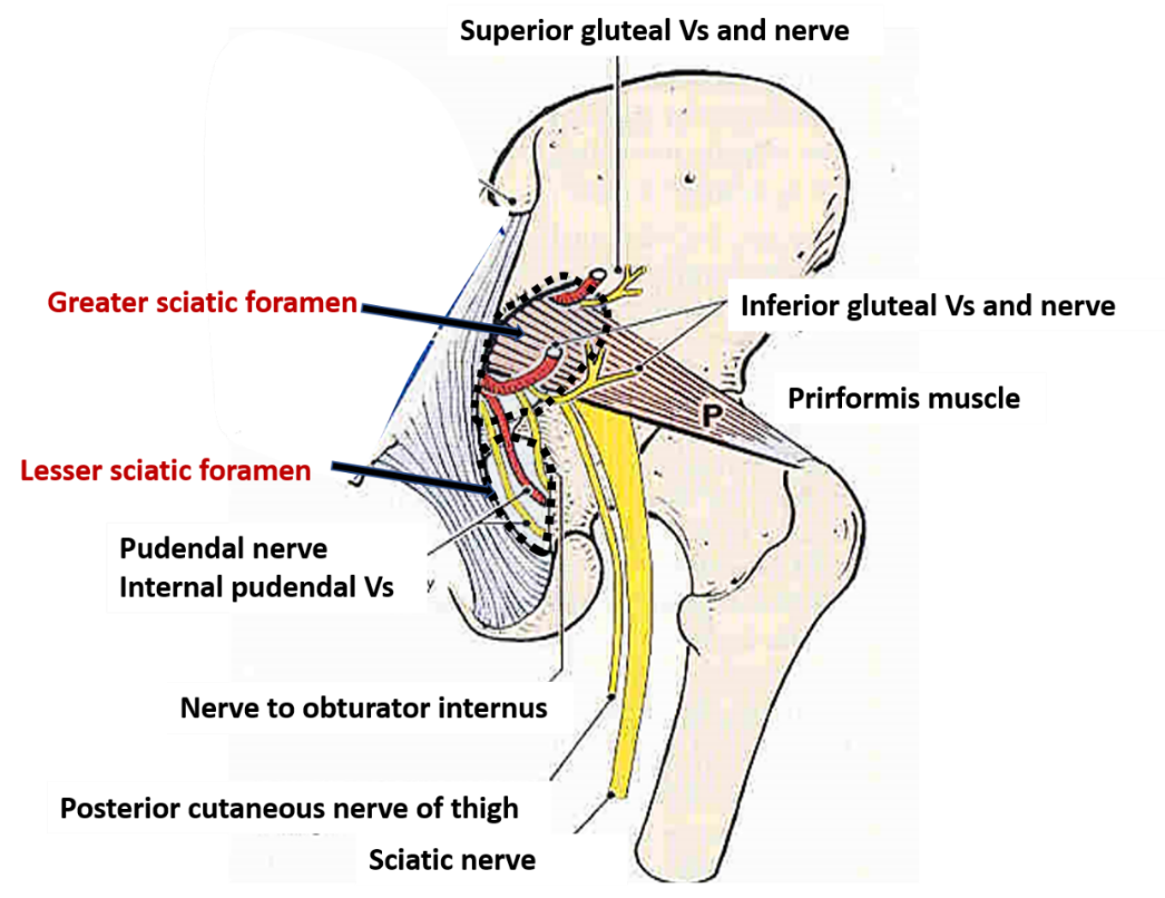 Greater Lesser Sciatic Foramen Structures Passing Through Them 