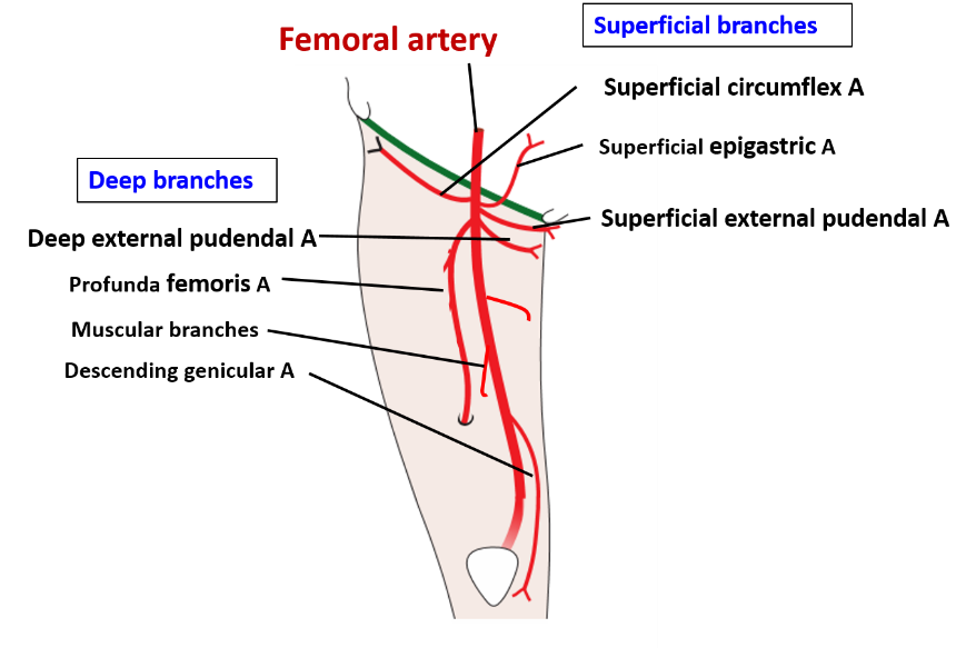 Femoral Profunda Femoris Arteries Anatomy QA