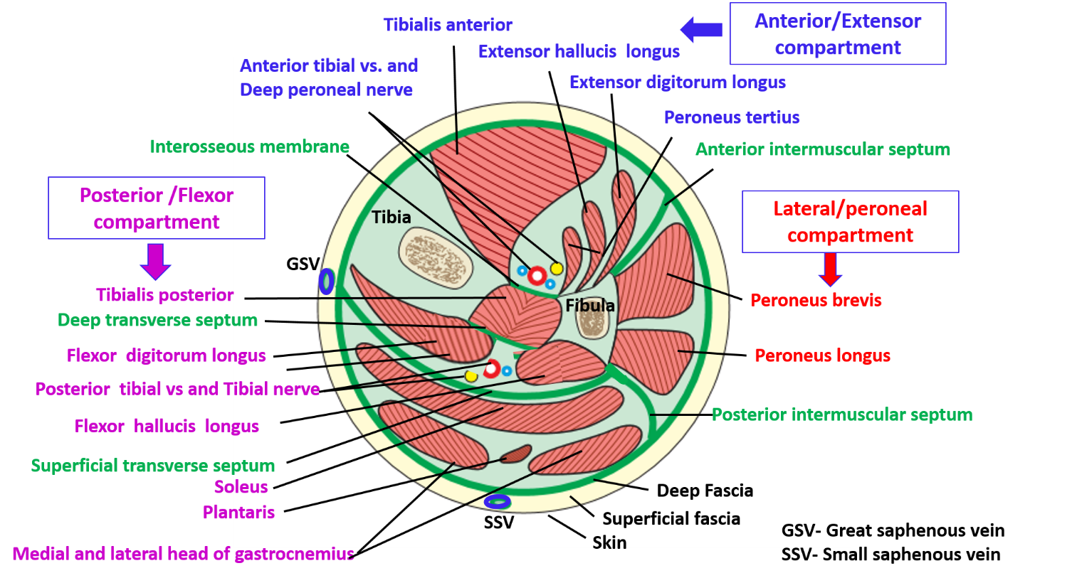 fascial compartments of leg
