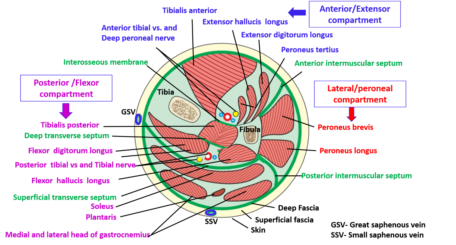 Anterior Compartment Of Leg Muscles Their Action And Nerve Supply 