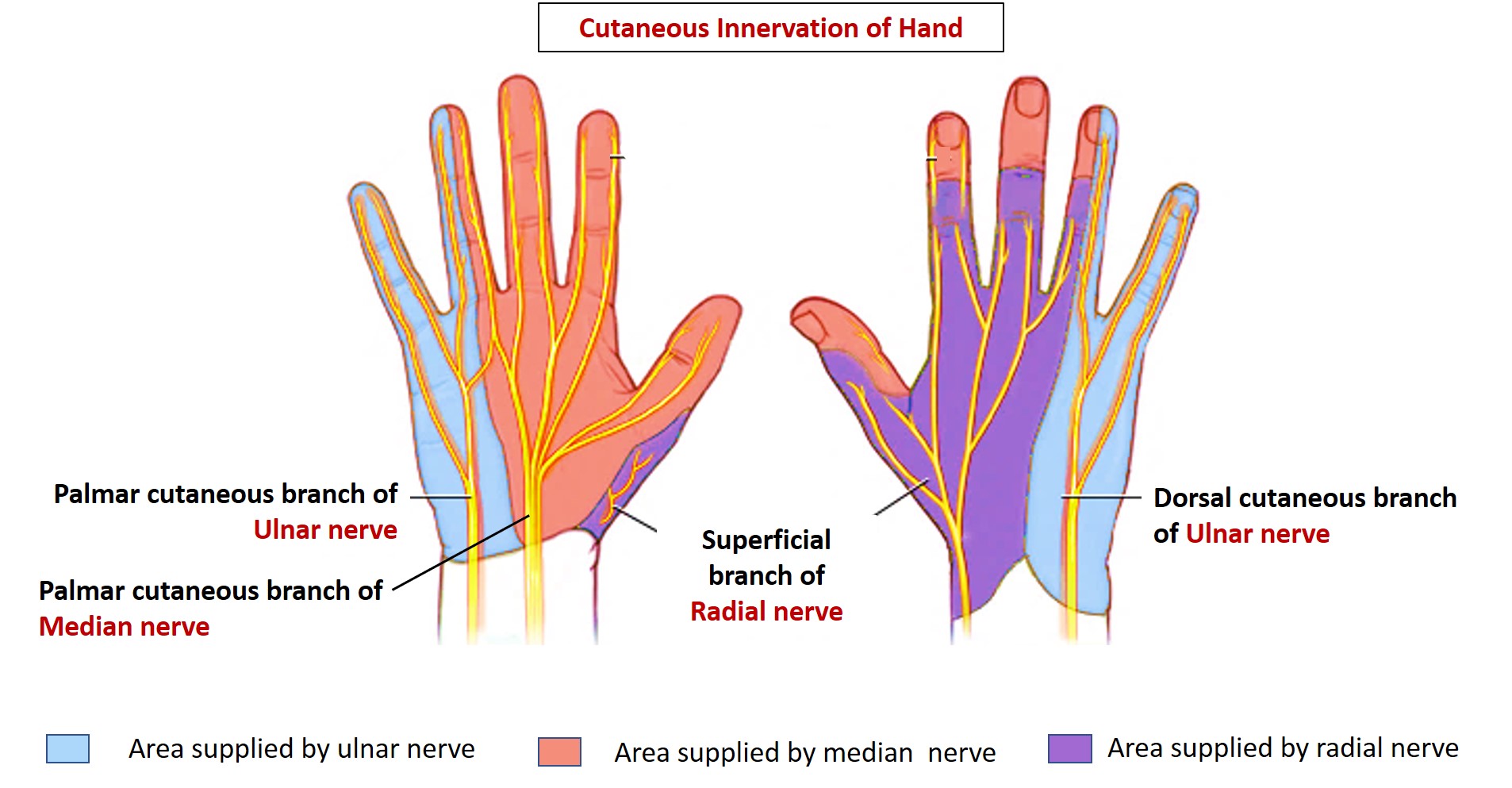 Cutaneous Innervation Of Hand Anatomyqa