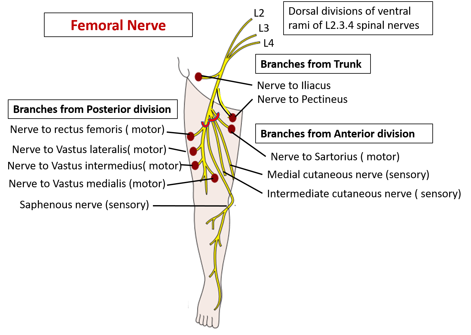 What is the common site of injury to femoral nerve?
