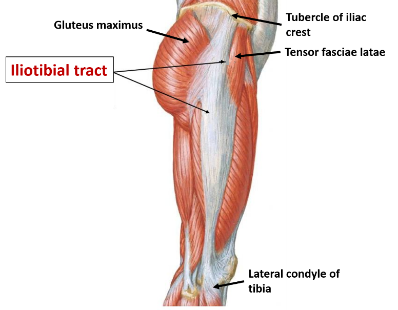Modification -Deep Fascia of Thigh , Anatomy QA