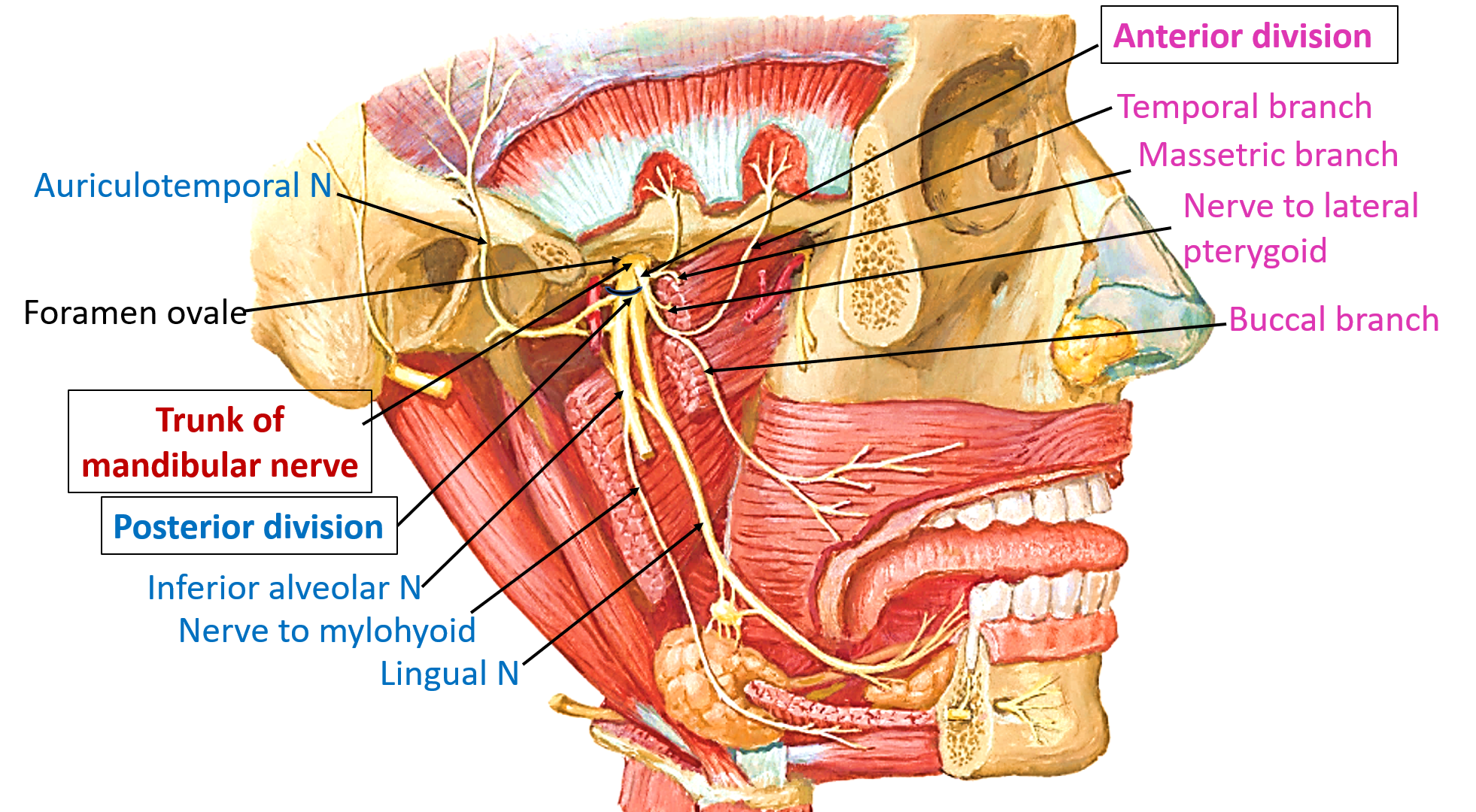 Mandibular nerve Quiz