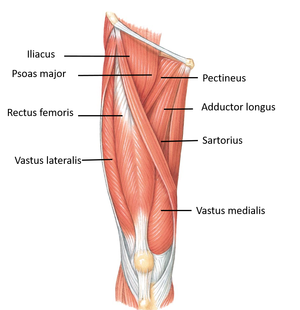 leg muscle diagram anterior