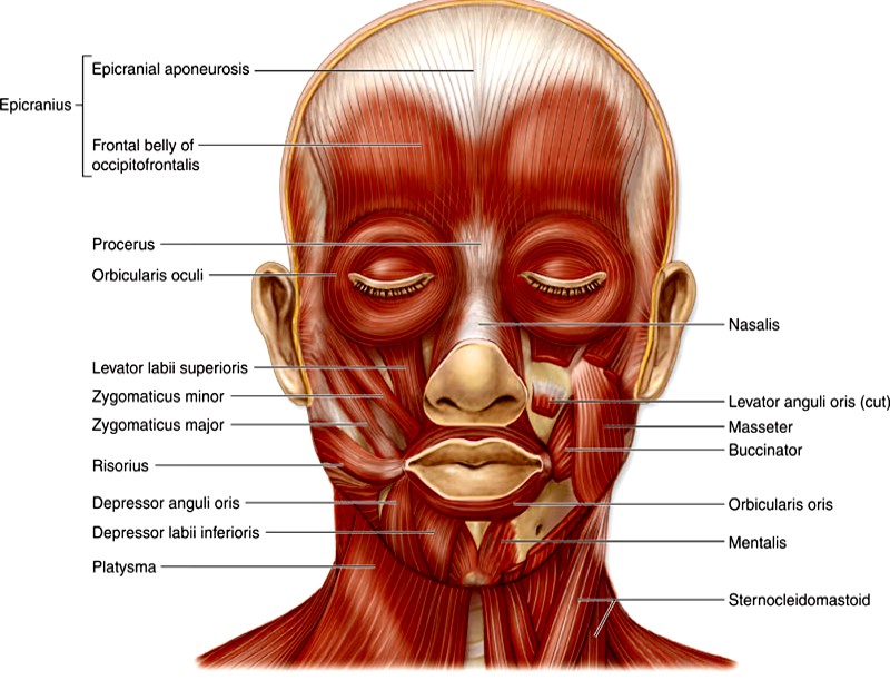 anatomy facial muscle nerve