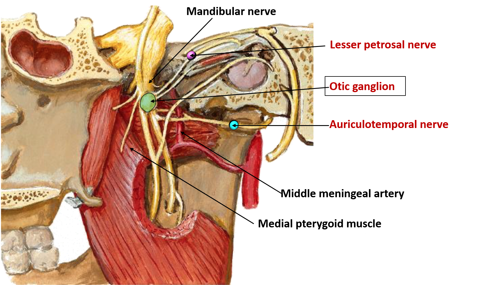 auriculotemporal nerve parotid