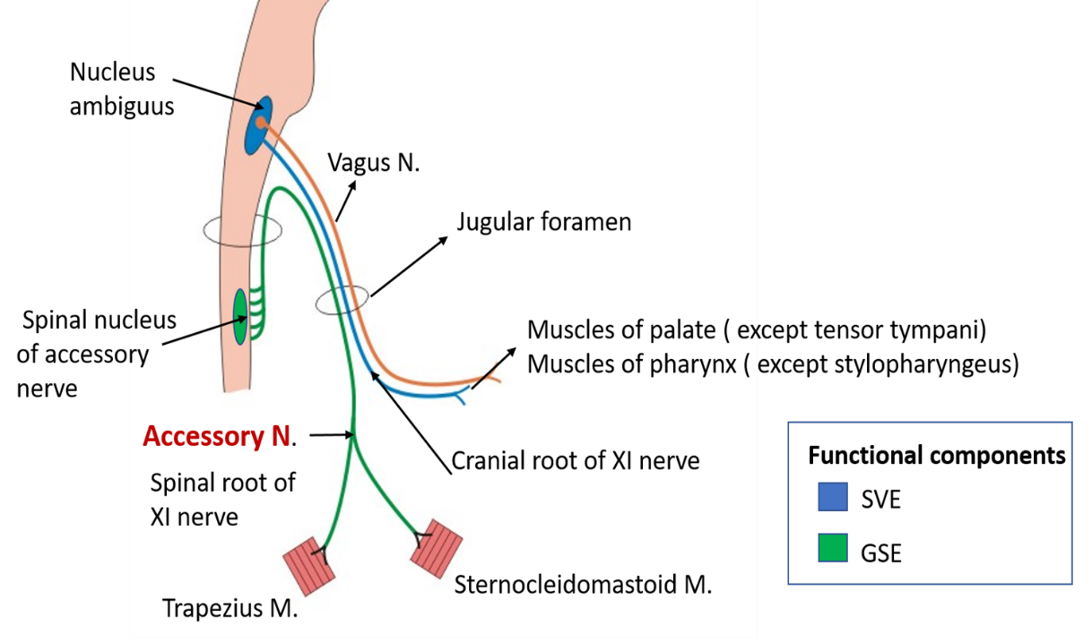 Accessory Nerve Anatomy Qa
