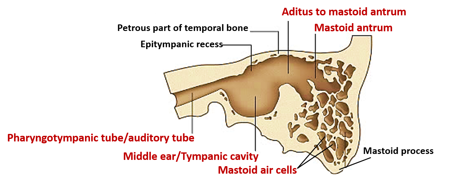 chorda tympani middle ear