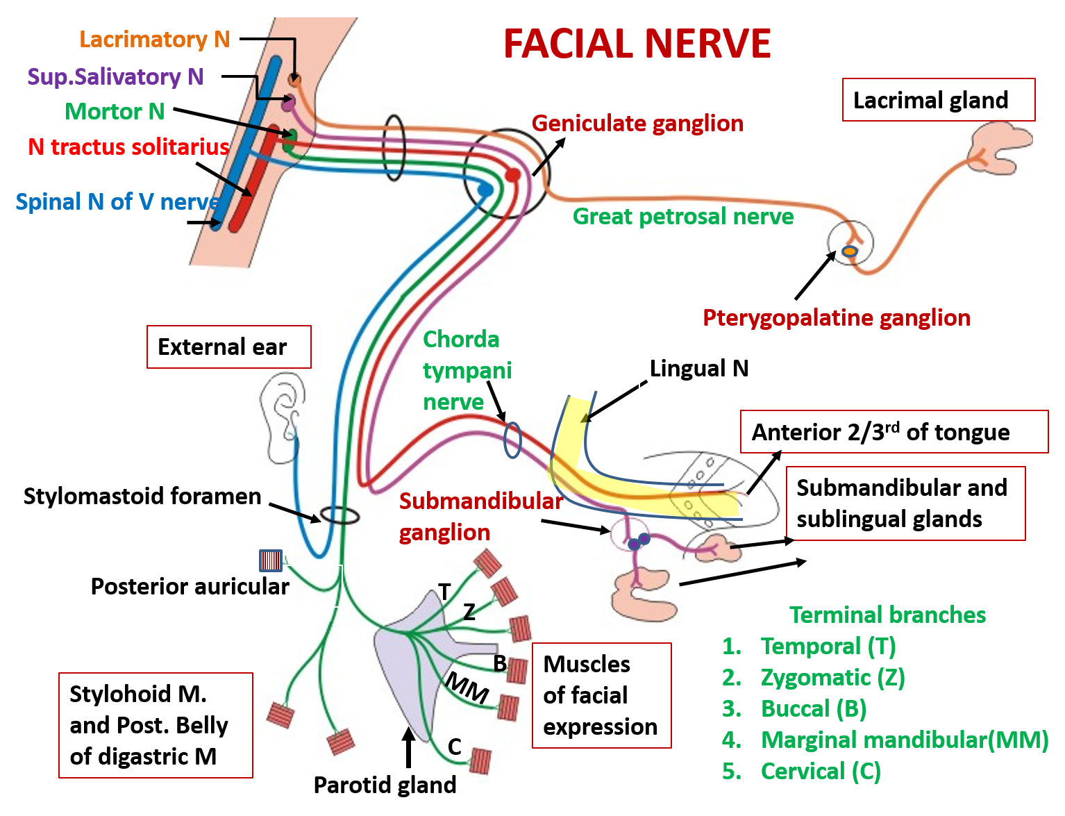 Facial Nerve – Anatomy QA