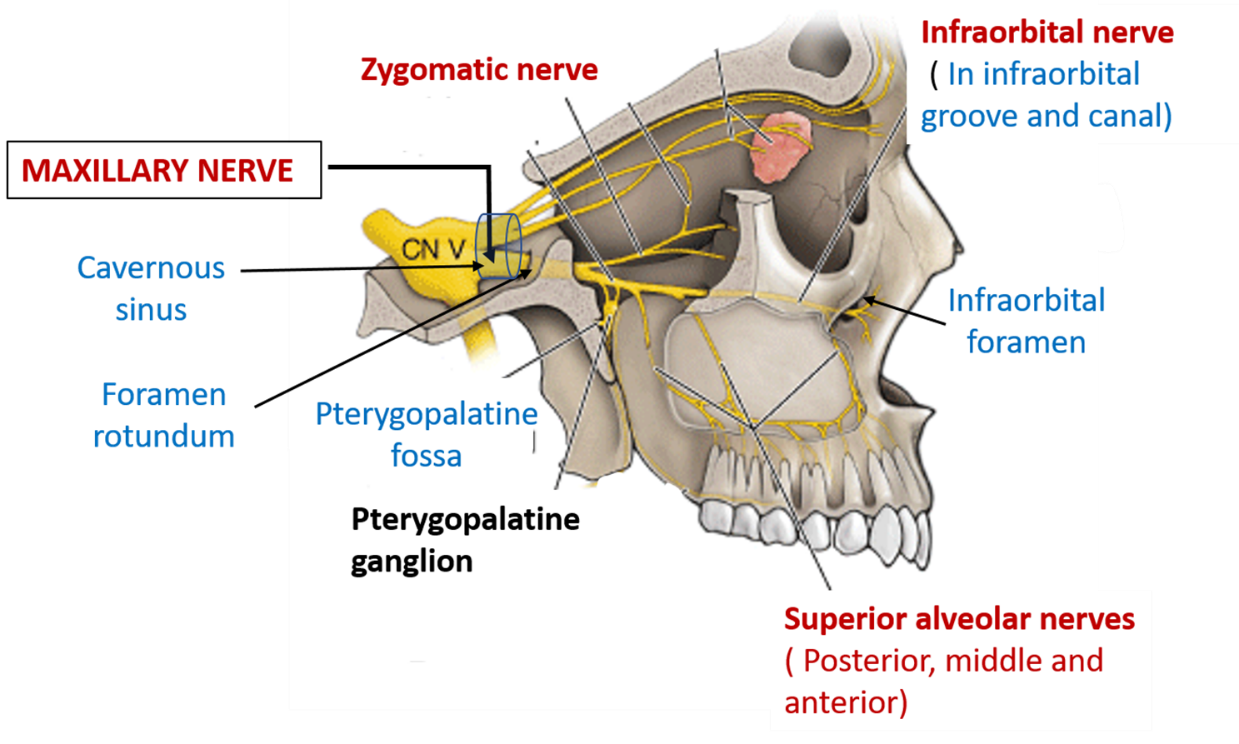 Maxillary Nerve , Origin, Course and Branches , Anatomy QA