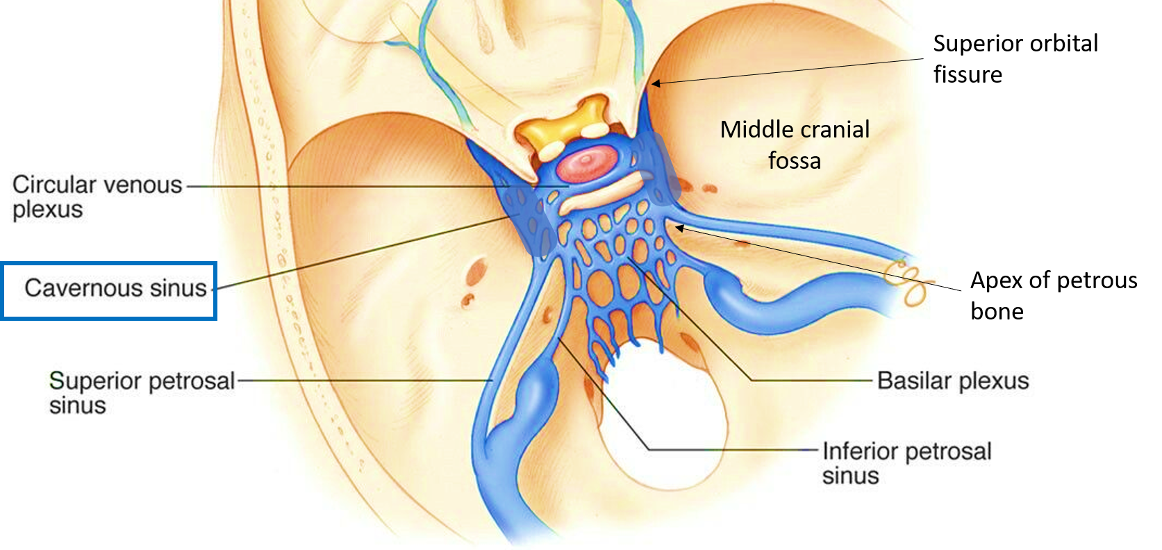 sphenoid sinus and cavernous sinus
