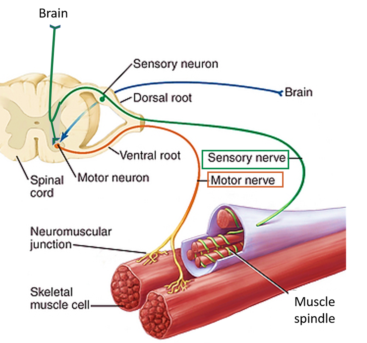 motor nerve distribution
